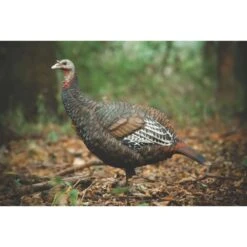 Outdoor Clothing -Outdoor Clothing avian x lcd lookout hen turkey decoy 2