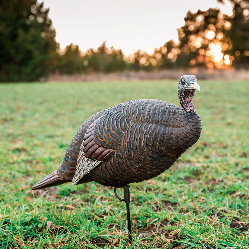 Flextone Thunder Chick Breeder Hen Turkey Decoy 4 Flextone Thunder Chick Breeder Hen Turkey Decoy - Image 2