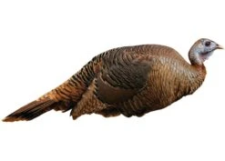 Montana Decoy Spring Fling Turkey Decoy