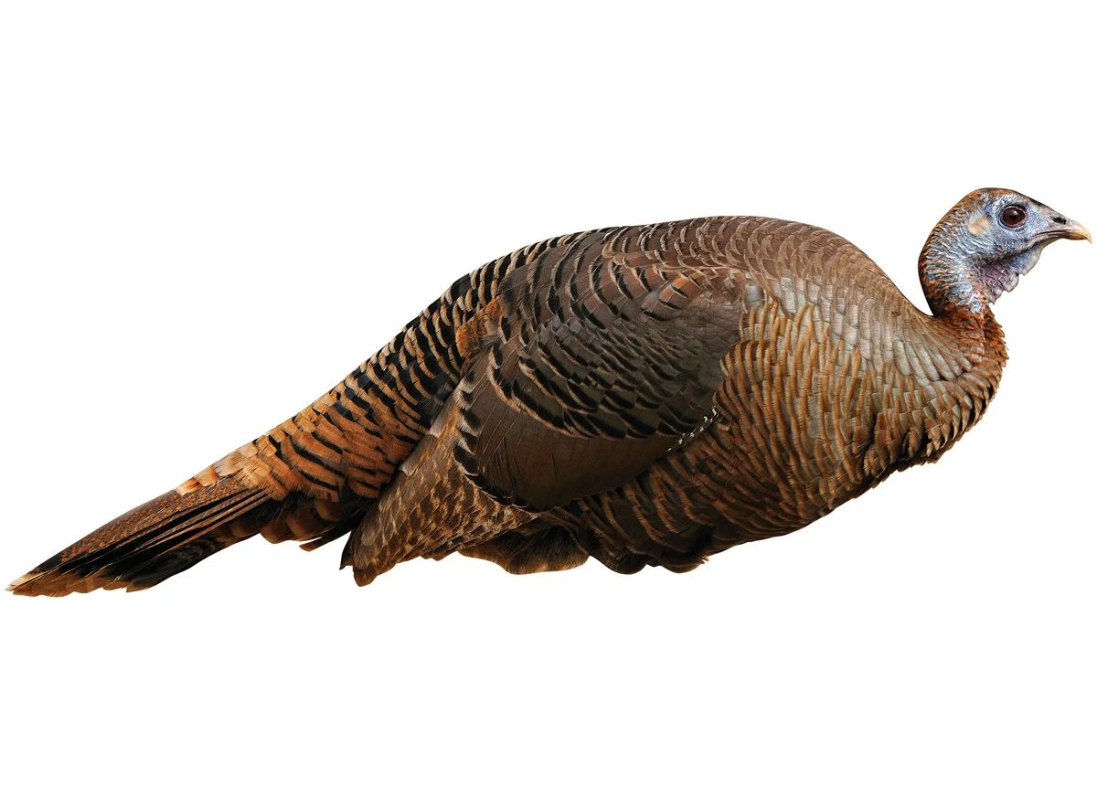 Montana Decoy Spring Fling Turkey Decoy 3 Montana Decoy Spring Fling Turkey Decoy
