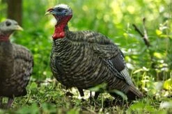 Outdoor Clothing -Outdoor Clothing quarter strut