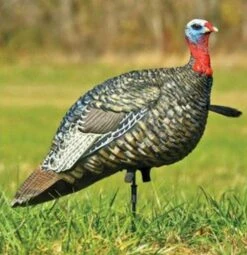 Avian-X LCD Quarter Strut Jake Turkey Decoy -Outdoor Clothing quarter strut 3